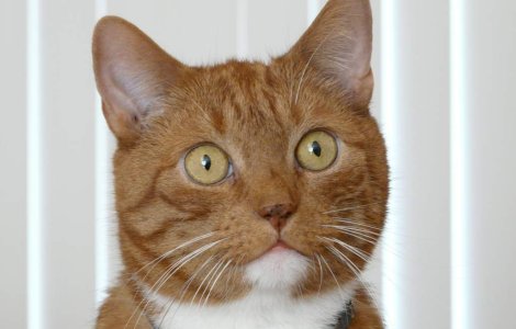 Un pisoi a trait opt zile cu o sageata de 35 de centimetri in corp