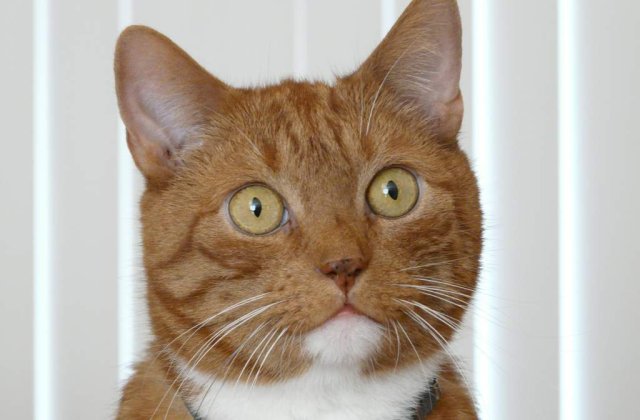 Un pisoi a trait opt zile cu o sageata de 35 de centimetri in corp