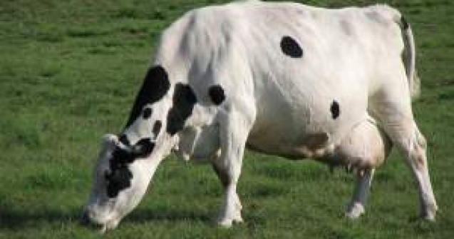 Ferma de vaci a Tnuva va fi scoasa la vanzare