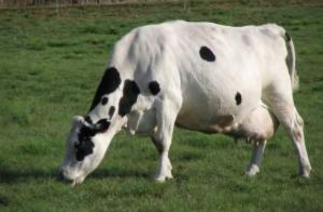 Ferma de vaci a Tnuva va fi scoasa la vanzare