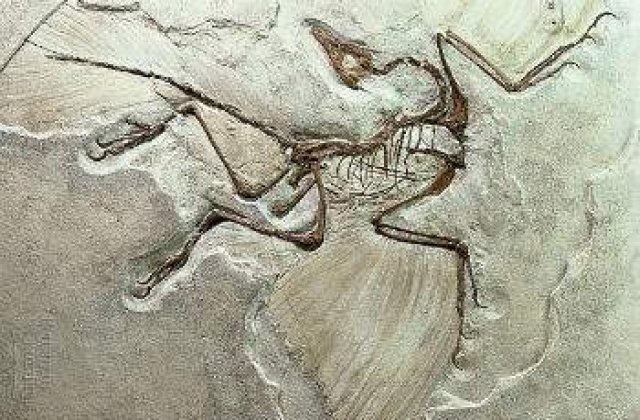 Primele fosile de dinozauri cu pene nord-americani, descoperite in Canada