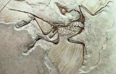 Primele fosile de dinozauri cu pene nord-americani, descoperite in Canada