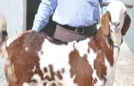 Un indian cere 160.000 de euro pentru a-si vinde capra. Afla de ce