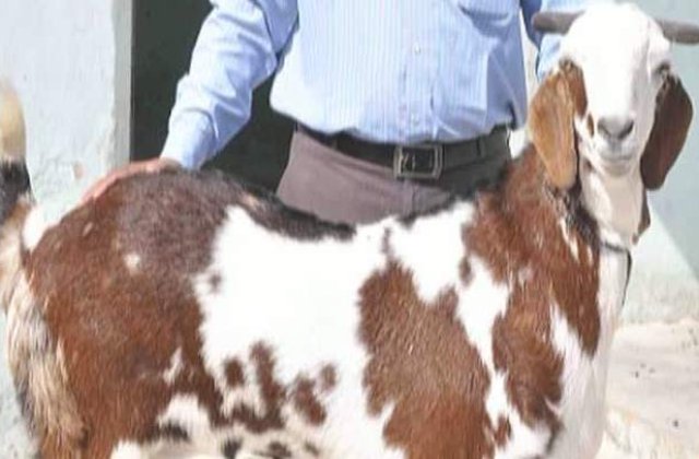 Un indian cere 160.000 de euro pentru a-si vinde capra. Afla de ce