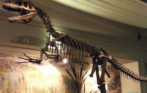 "Scrotum humanum", prima denumire de dinozaur