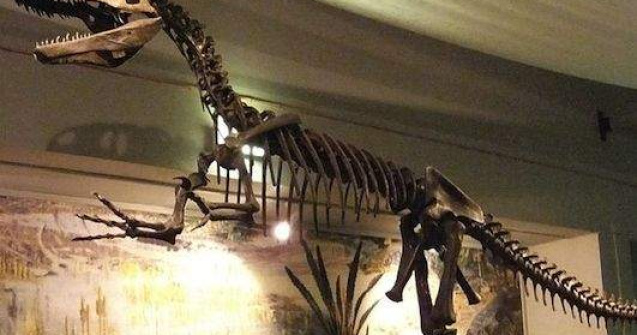 "Scrotum humanum", prima denumire de dinozaur