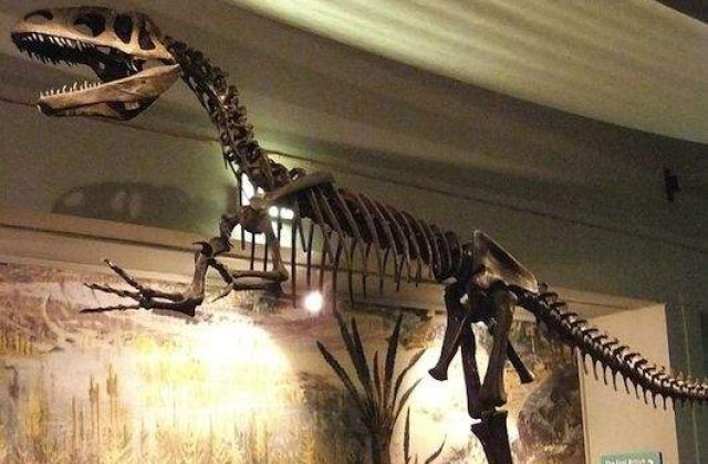 "Scrotum humanum", prima denumire de dinozaur