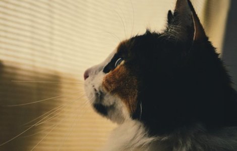 O pisica a supravietuit timp de 12 zile intr-un container fara mancare