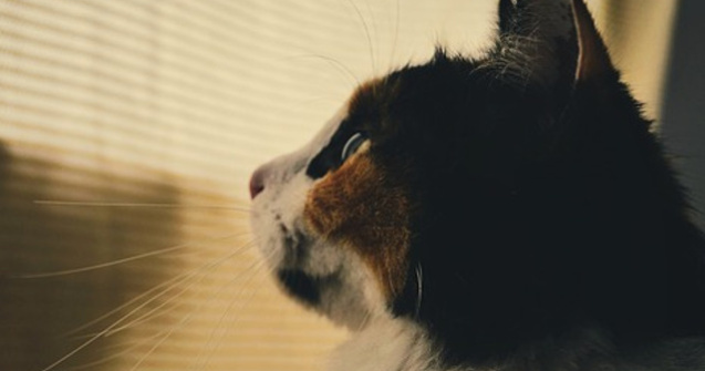 O pisica a supravietuit timp de 12 zile intr-un container fara mancare