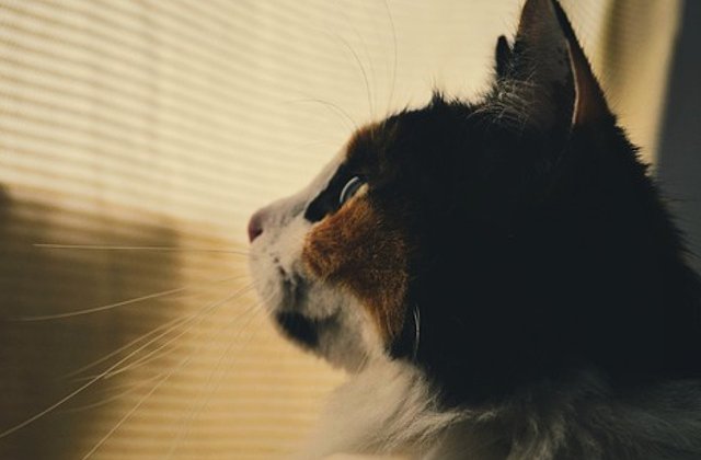 O pisica a supravietuit unei calatorii de 3000 de kilometri, dupa ce a stat inchisa 12 zile intr-un container fara resurse