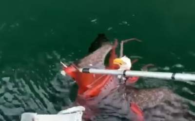 Un vultur cu cap alb, salvat...