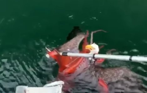 Un vultur cu cap alb, salvat din tentaculele unei caracatite/ VIDEO