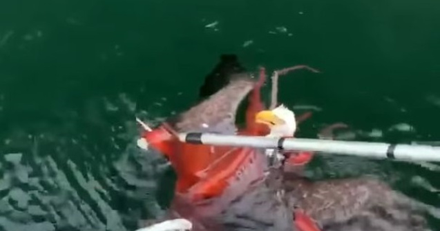 Un vultur cu cap alb, salvat din tentaculele unei caracatite/ VIDEO
