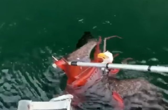 Un vultur cu cap alb, salvat din tentaculele unei caracatite/ VIDEO