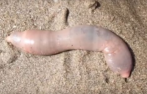 Mii de "pesti-penis" au esuat pe o plaja, la nord de San Francisco/ VI