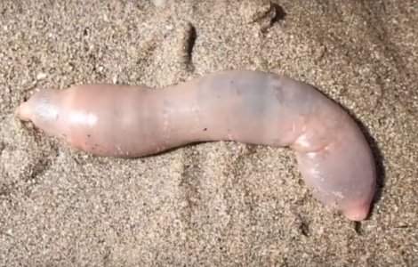 Mii de "pesti-penis" au esuat pe o plaja, la nord de San Francisco/ VI