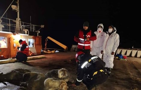 Ministrul Sanatatii: Risc biologic mare in Portul Midia