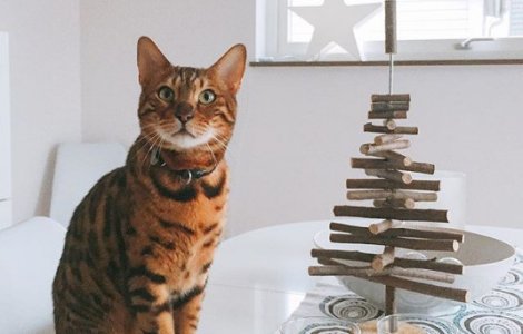  Top  10+ alternative pentru bradul de Craciun, pe care pisica nu le va pute