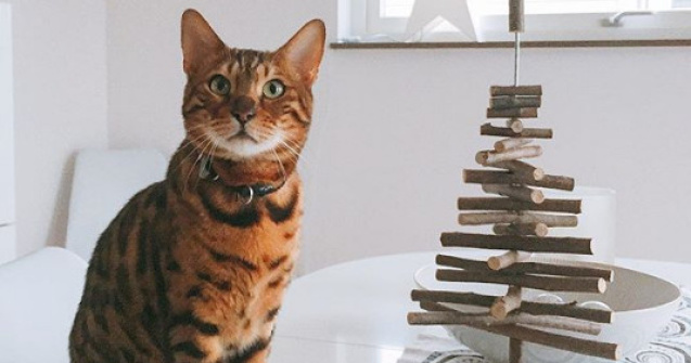  Top  10+ alternative pentru bradul de Craciun, pe care pisica nu le va pute