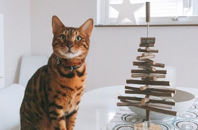 10+ alternative pentru bradul de Craciun, pe care pisica nu le va putea distruge