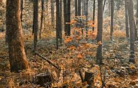 Vremea se incalzeste incepand de miercuri. Ce ne mai asteapta in noiembrie?