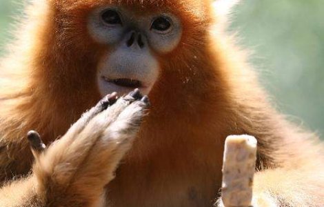 1, 2, 3: Animale care pot sa numere