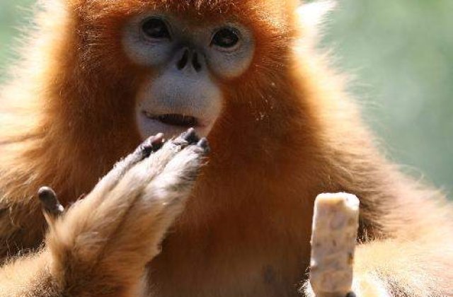 1, 2, 3: Animale care pot sa numere