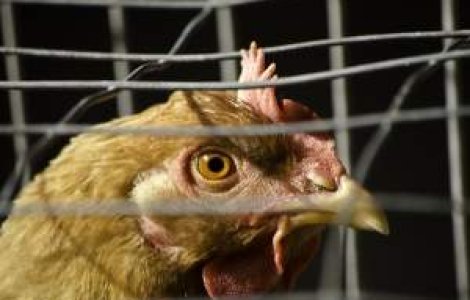 Fondurile pentru bunastarea pasarilor si porcinelor, suplimentate de Guvern