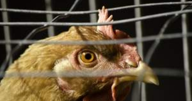 Fondurile pentru bunastarea pasarilor si porcinelor, suplimentate de Guvern