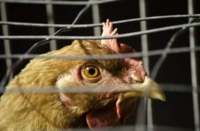 Fondurile pentru bunastarea pasarilor si porcinelor, suplimentate de Guvern