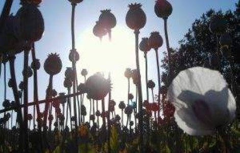 ONU: Cultura de opiu s-a dublat in ultimii 6 ani in Asia