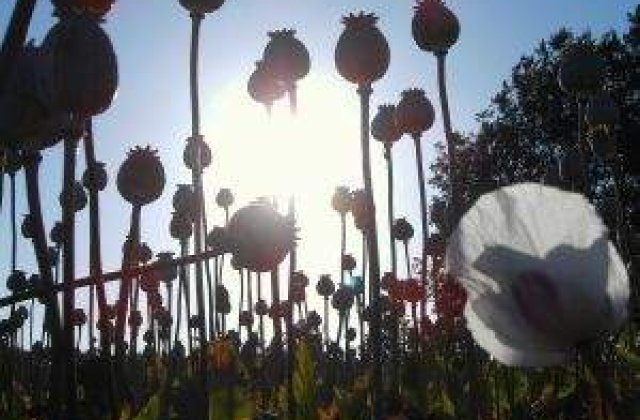 ONU: Cultura de opiu s-a dublat in ultimii 6 ani in Asia