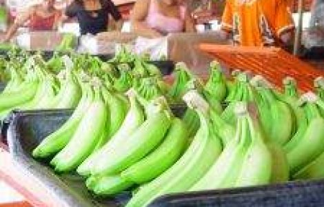 Bananele ar putea deveni aliment de baza in locul cartofilor