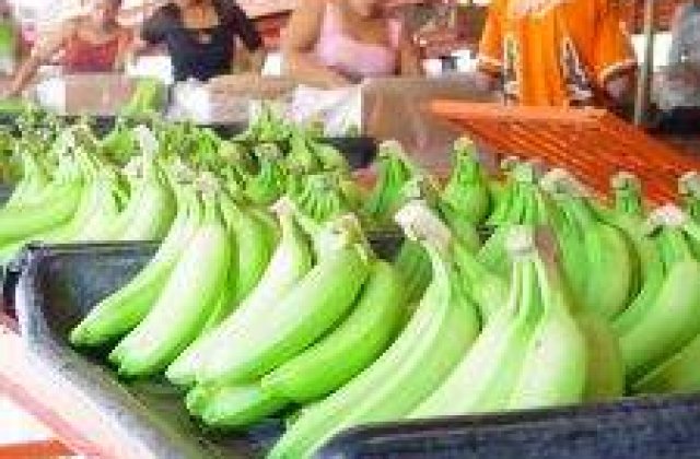 Bananele ar putea deveni aliment de baza in locul cartofilor