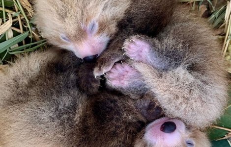 Doua seturi de gemeni de panda rosu si pisica-urs s-au nascut la Perth