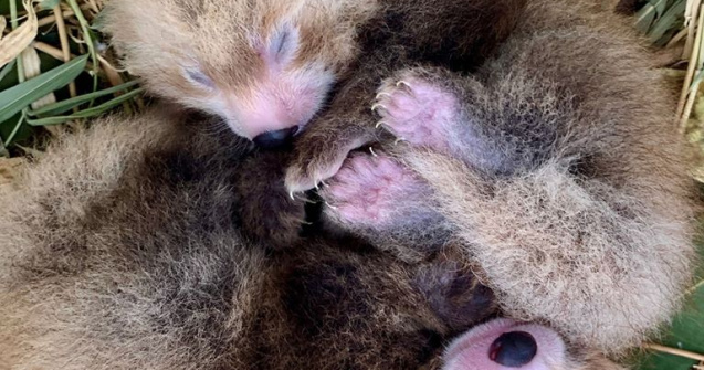Doua seturi de gemeni de panda rosu si pisica-urs s-au nascut la Perth