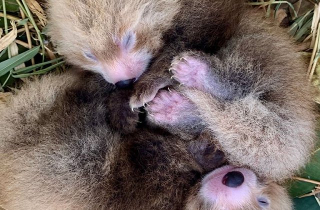 Doua seturi de gemeni de panda rosu si pisica-urs s-au nascut la Perth Zoo