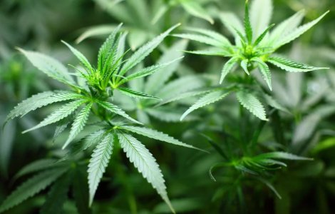 Roman arestat in Franta, dupa ce a fost prins cu 373 kilograme de cann