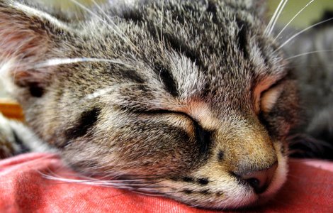 Un motan disparut de sase ani a revenit acasa de Craciun