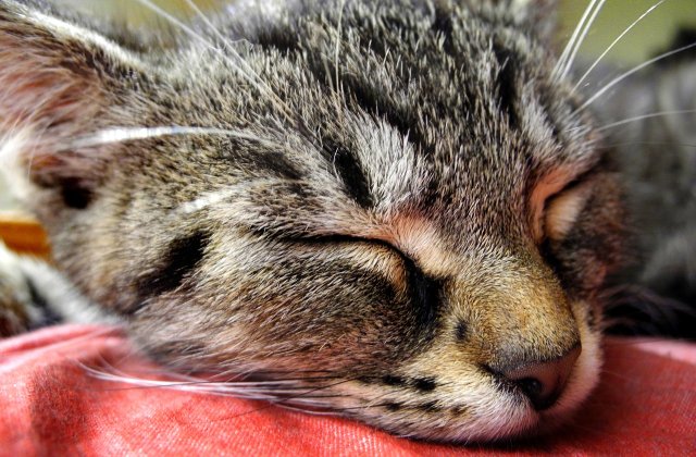 Un motan in varsta de 19 ani, disparut de sase ani, a revenit acasa de Craciun