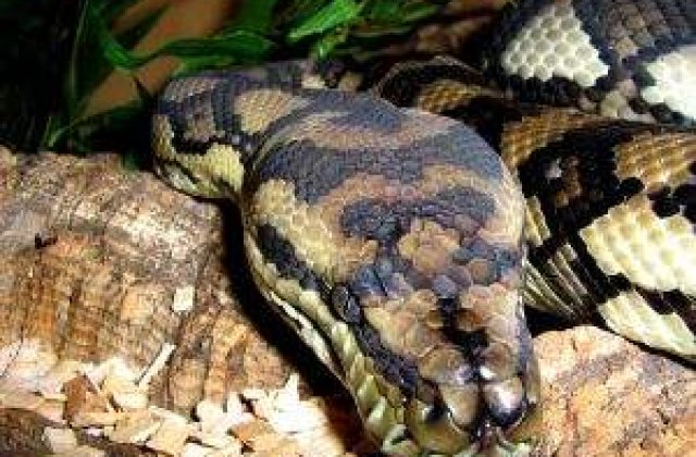 ATAC BIZAR: Un barbat a fost acuzat ca si-a batut prietena cu un piton