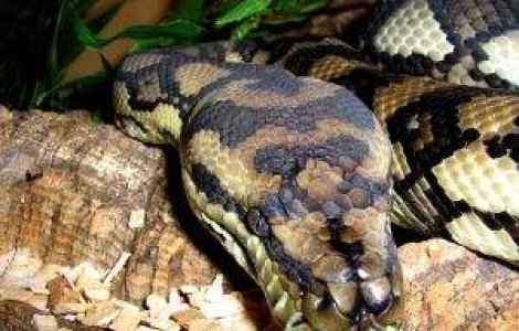 ATAC BIZAR: Un barbat a fost acuzat ca si-a batut prietena cu un piton