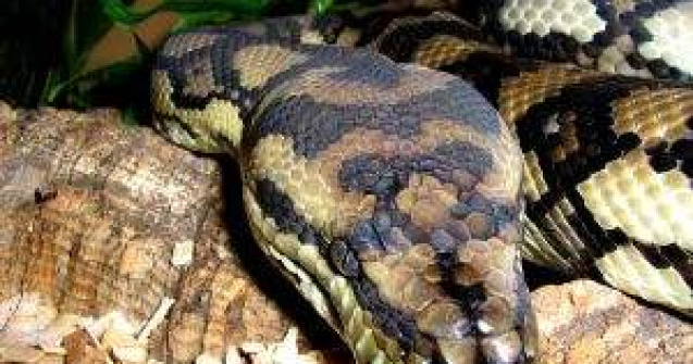 ATAC BIZAR: Un barbat a fost acuzat ca si-a batut prietena cu un piton