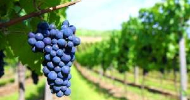 Romania este pe locul 11 in lume la productia de vin