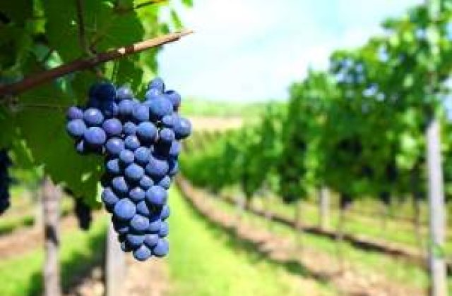 Romania este pe locul 11 in lume la productia de vin