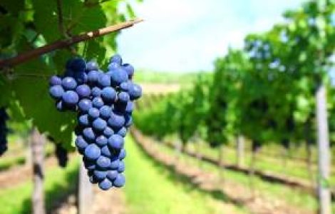 Romania este pe locul 11 in lume la productia de vin