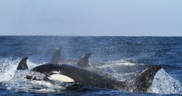 Trei orci, vazute pentru prima data in Stramtoarea Messina din Italia