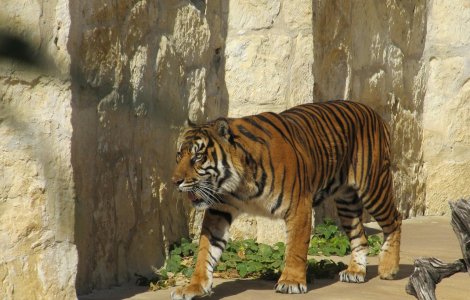O femeie de 30 de ani, sfasiata de un tigru in apropierea unei bai pub