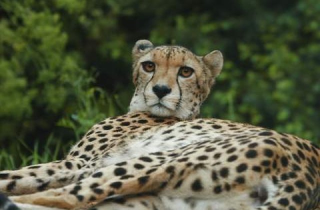 Doarme in casa cu patru gheparzi, cinci lei si doi tigri