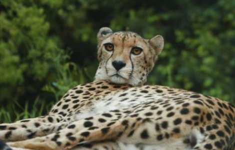 Doarme in casa cu patru gheparzi, cinci lei si doi tigri